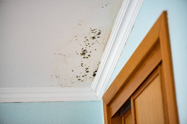 Best Certified Mold Removal  in Rahway, NJ