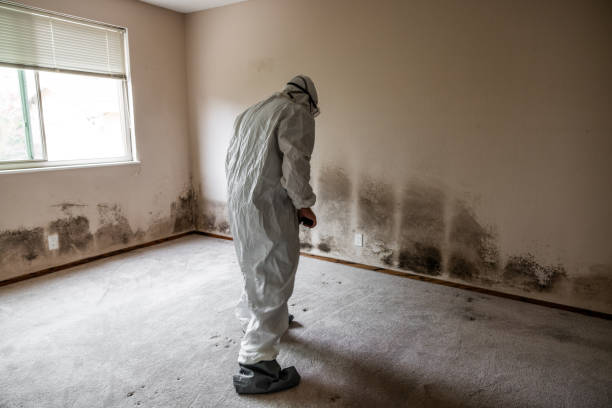Professional Mold Removal in Rahway, NJ