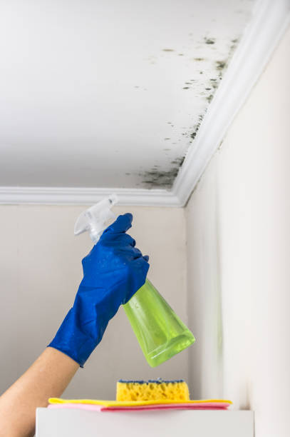 Best Best Mold Removal Companies  in Rahway, NJ